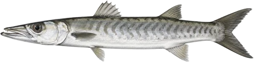 Le Barracuda de Guinée
