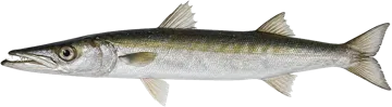Le Bécune guachanche