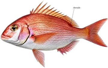 Le Denté du Canaries