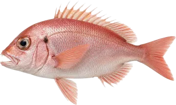 Le Denté de l'Angola
