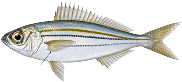 La Bogue