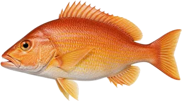 Le Vivaneau doré