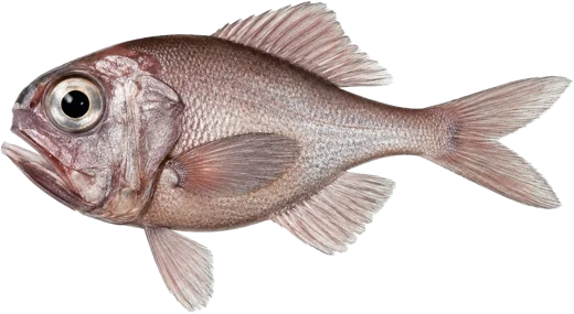 L'Hoplostète
