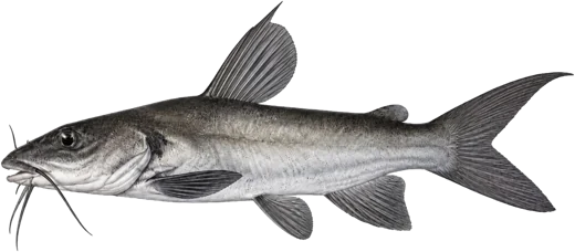 Bagrid catfish
