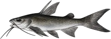 Mâchoiron à grandes plaques (Rough-head sea catfish)