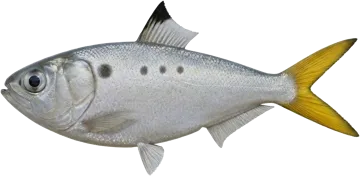 L’Ethmalose