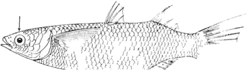 Mulet curème (Sicklefin mullet)