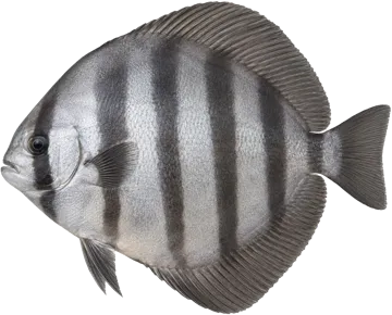Le Spadefish de Gorée