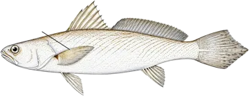 L'Otolithe nanka