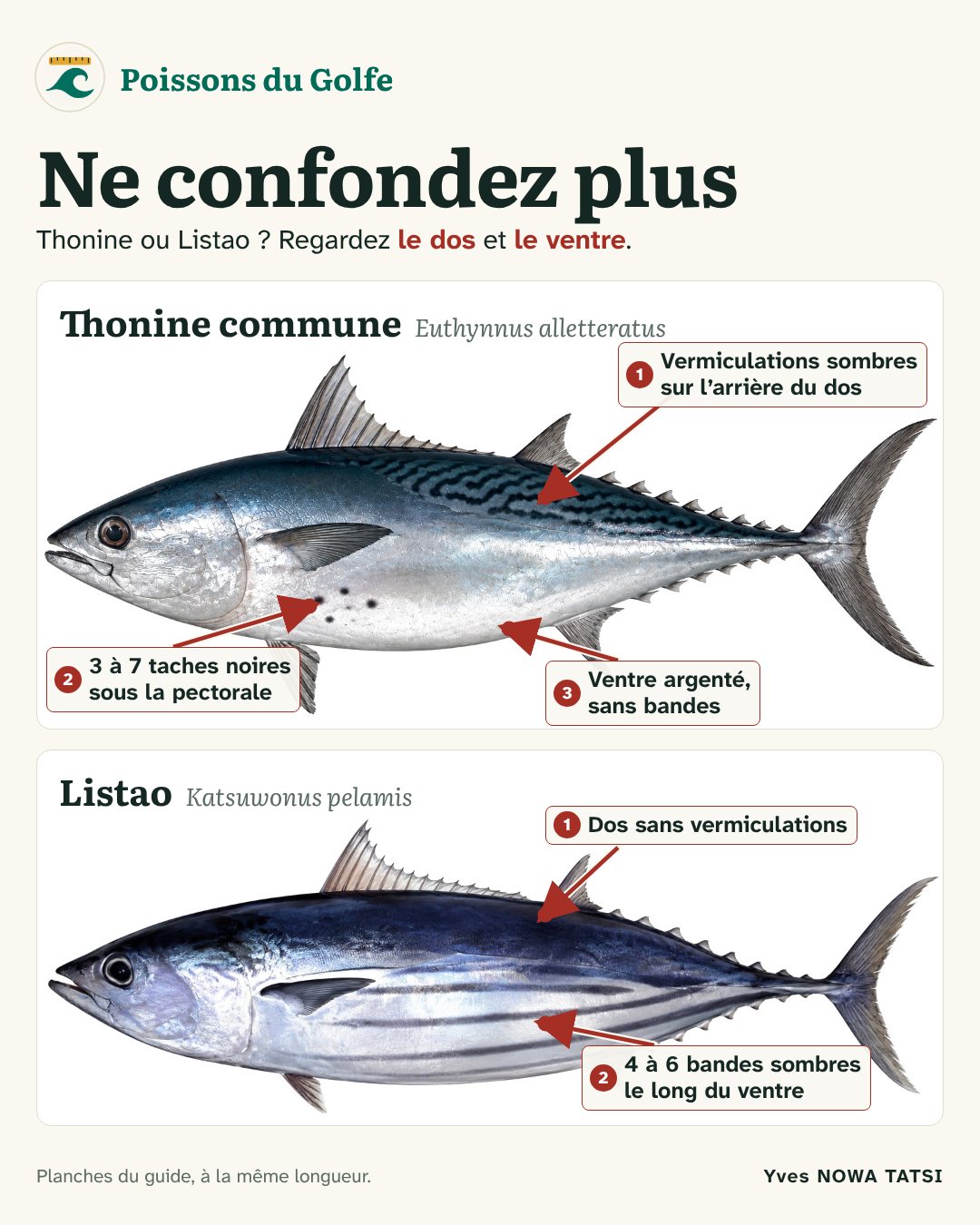 Thonine commune ou listao : regardez le dos et le ventre.
