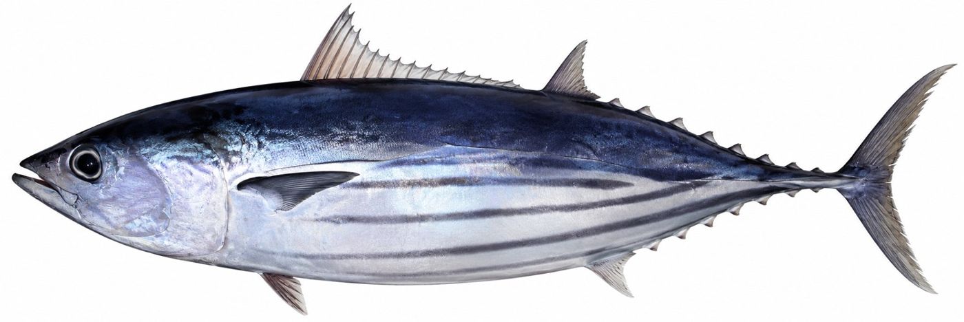 Planche d’identification : Le Listao