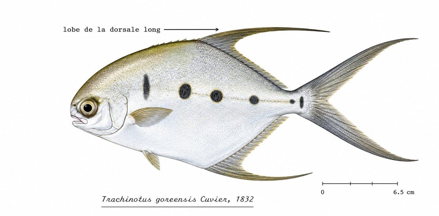 Planche d’identification : Le Pompaneau à longues nageoires