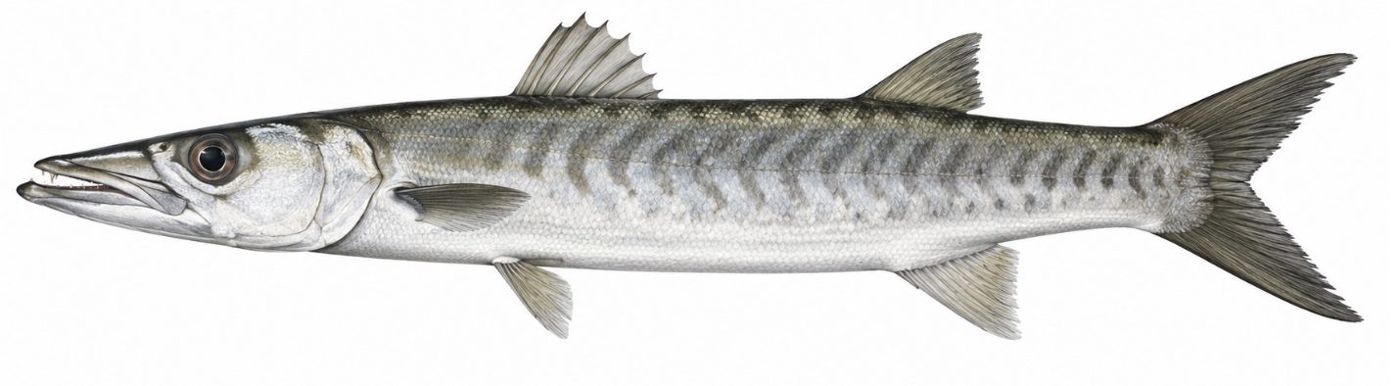 Planche d’identification : Le Barracuda de Guinée