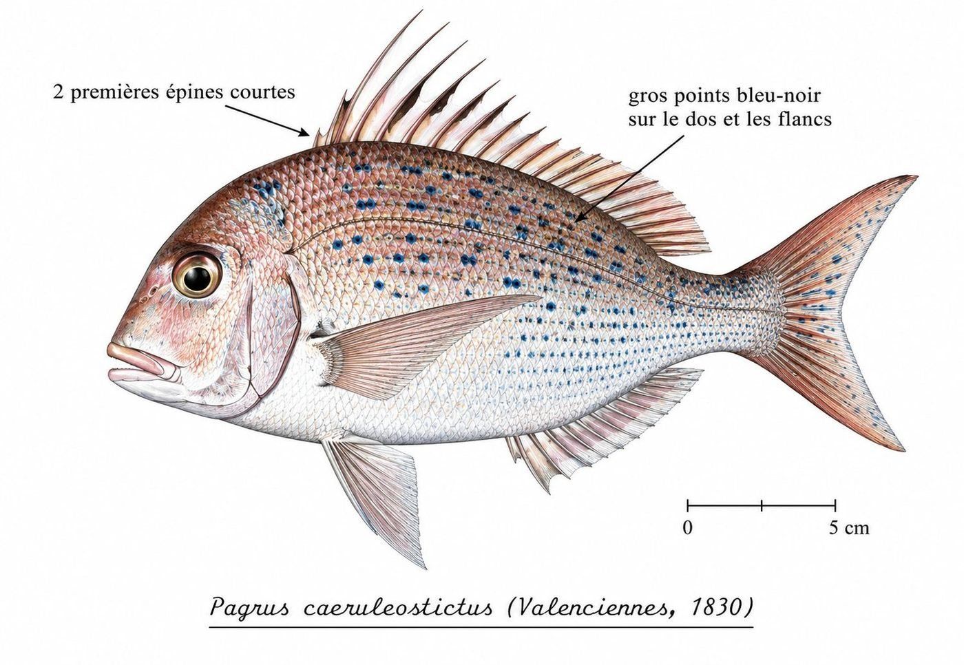 Identification plate: Pagre à points bleus (Bluespotted seabream)