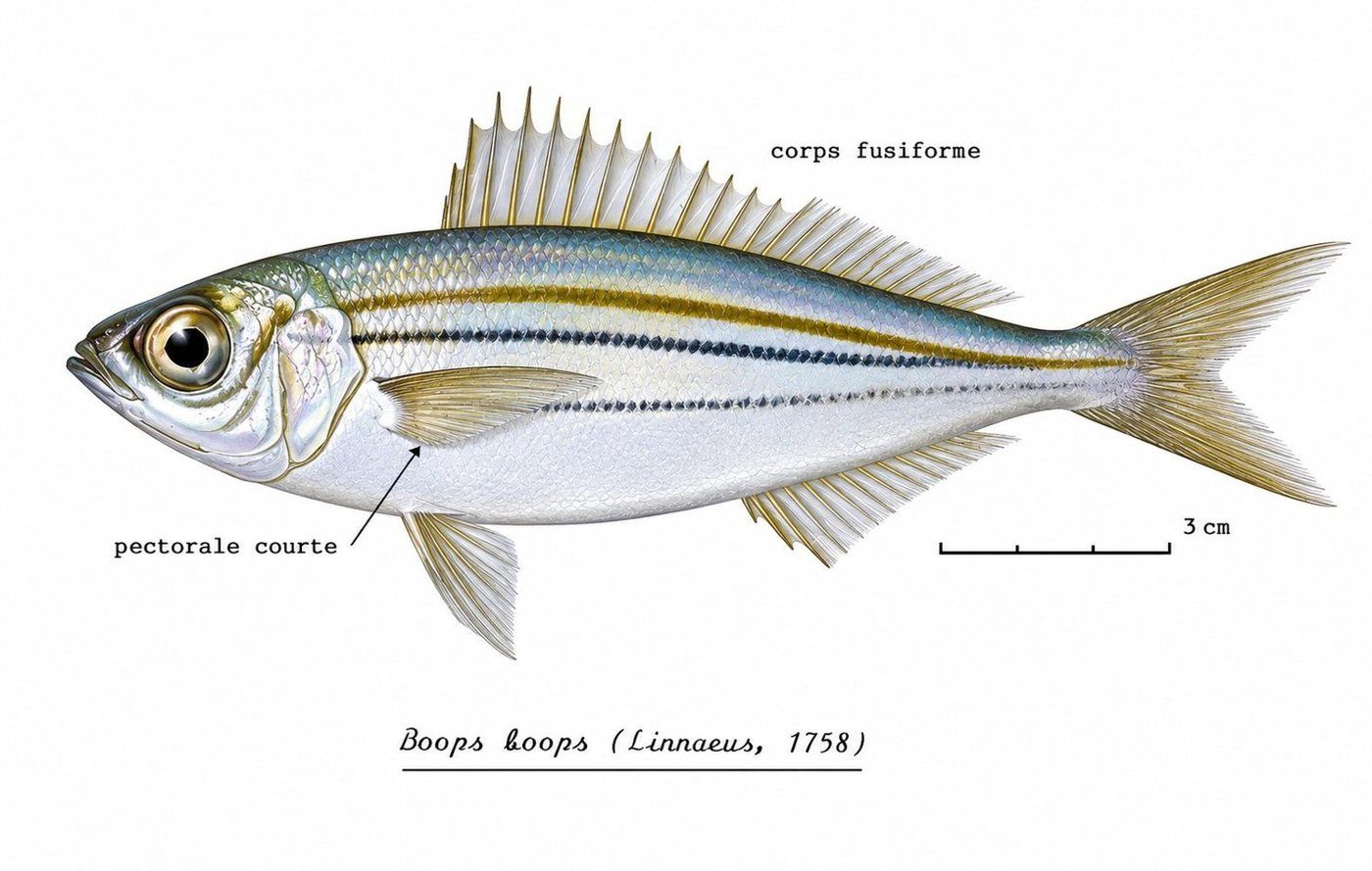 Identification plate: Bogue