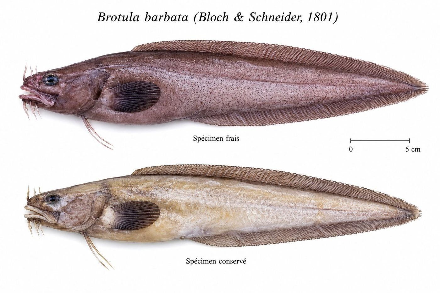 Planche d’identification : La Brotule barbée
