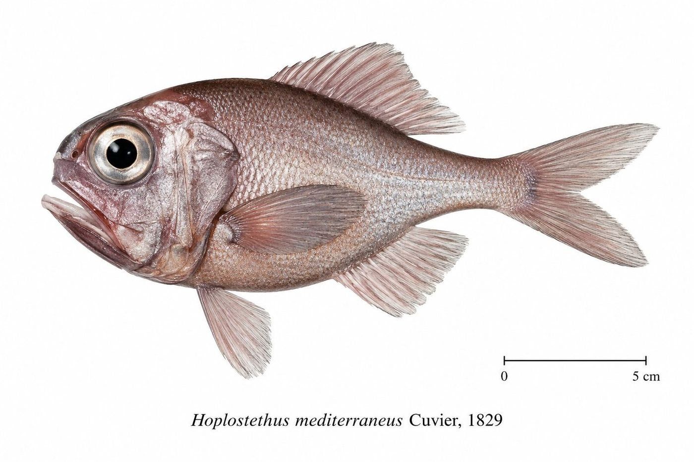Planche d’identification : L'Hoplostète
