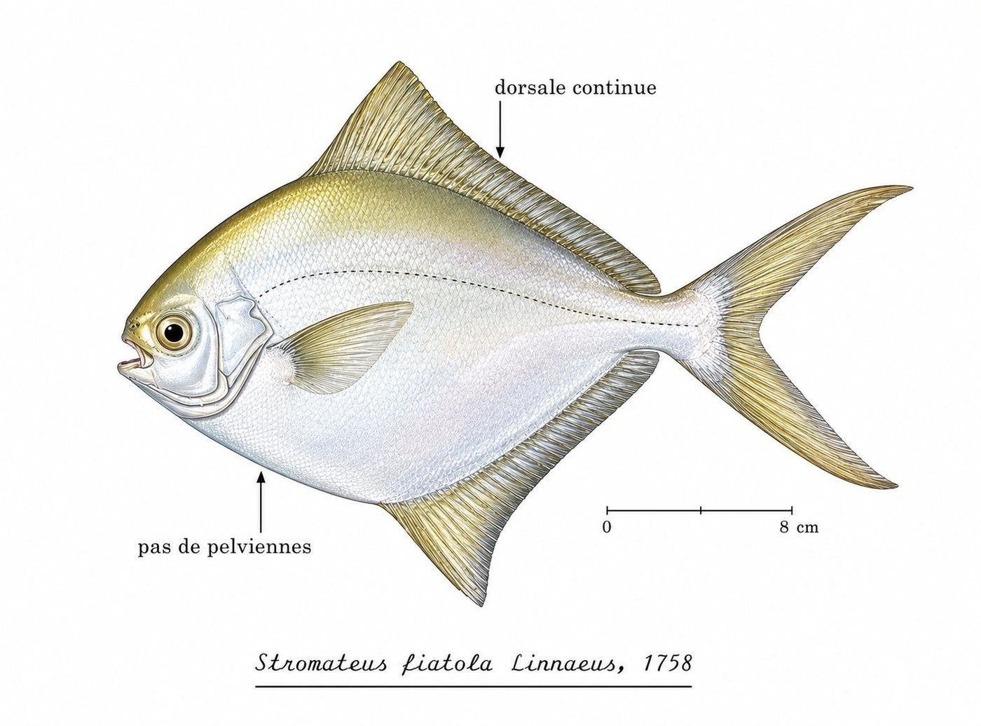 Planche d’identification : La Fiatole