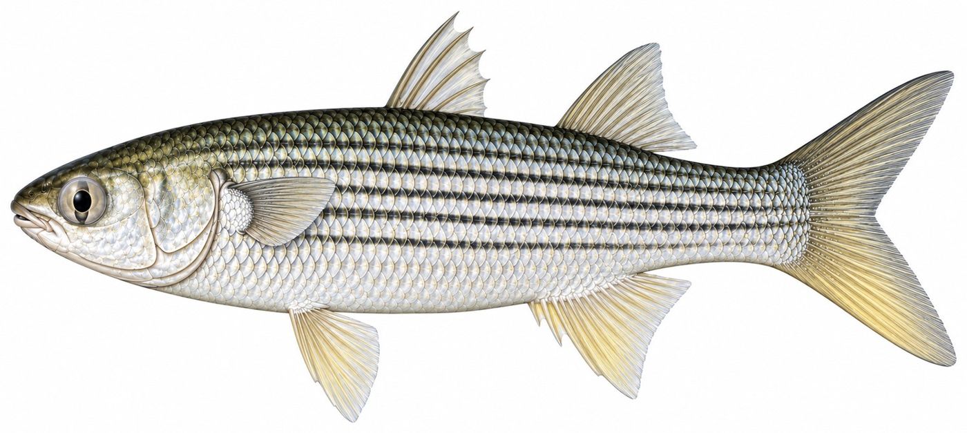 Identification plate: Flathead grey mullet