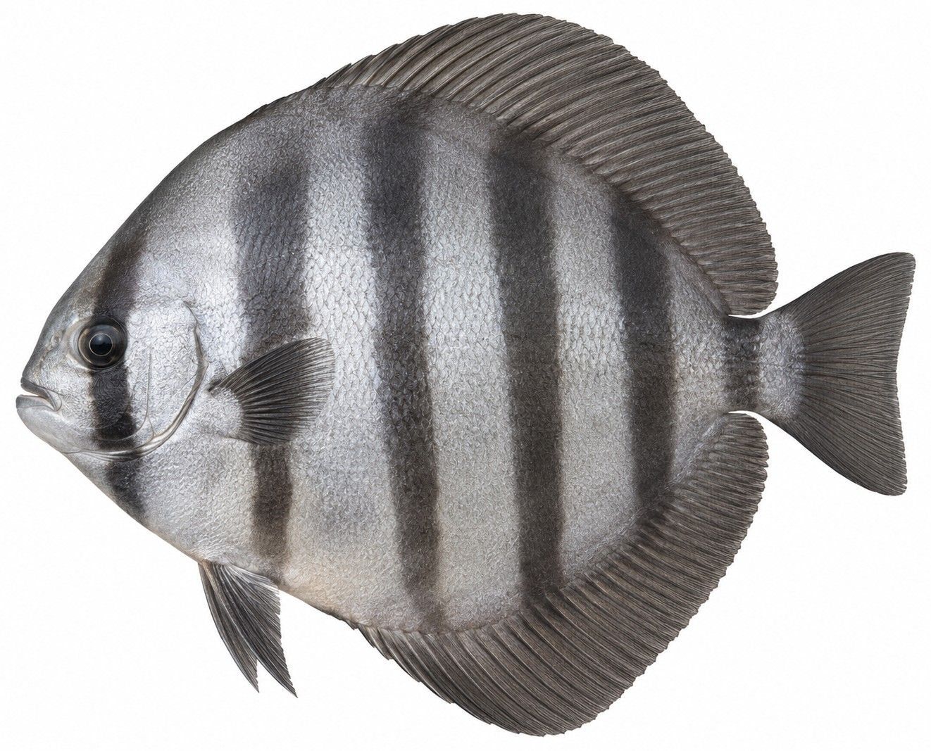 Planche d’identification : Le Spadefish de Gorée