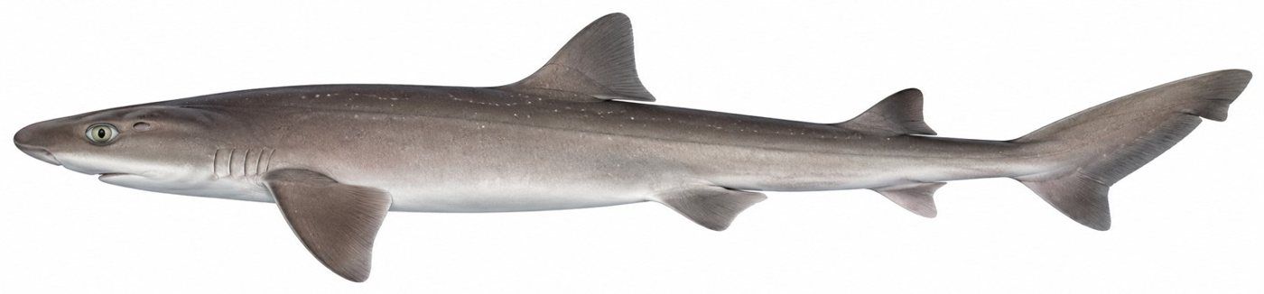 Identification plate: Émissole lisse (Common smooth-hound)