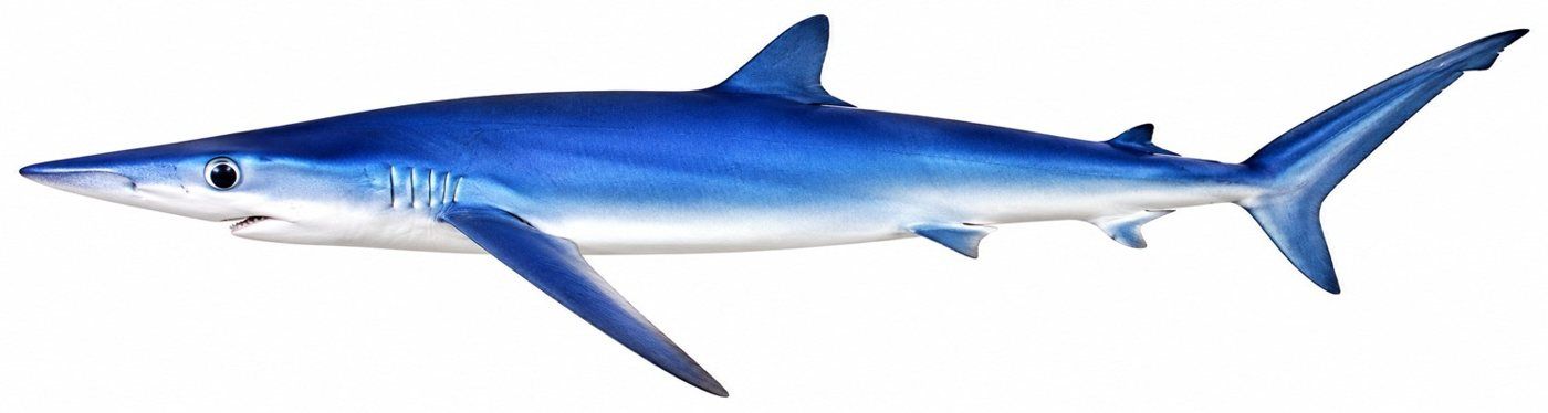 Planche d’identification : Le Requin bleu