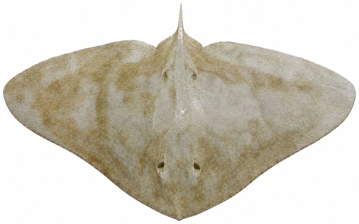 Planche d’identification : La Raie-papillon épineuse