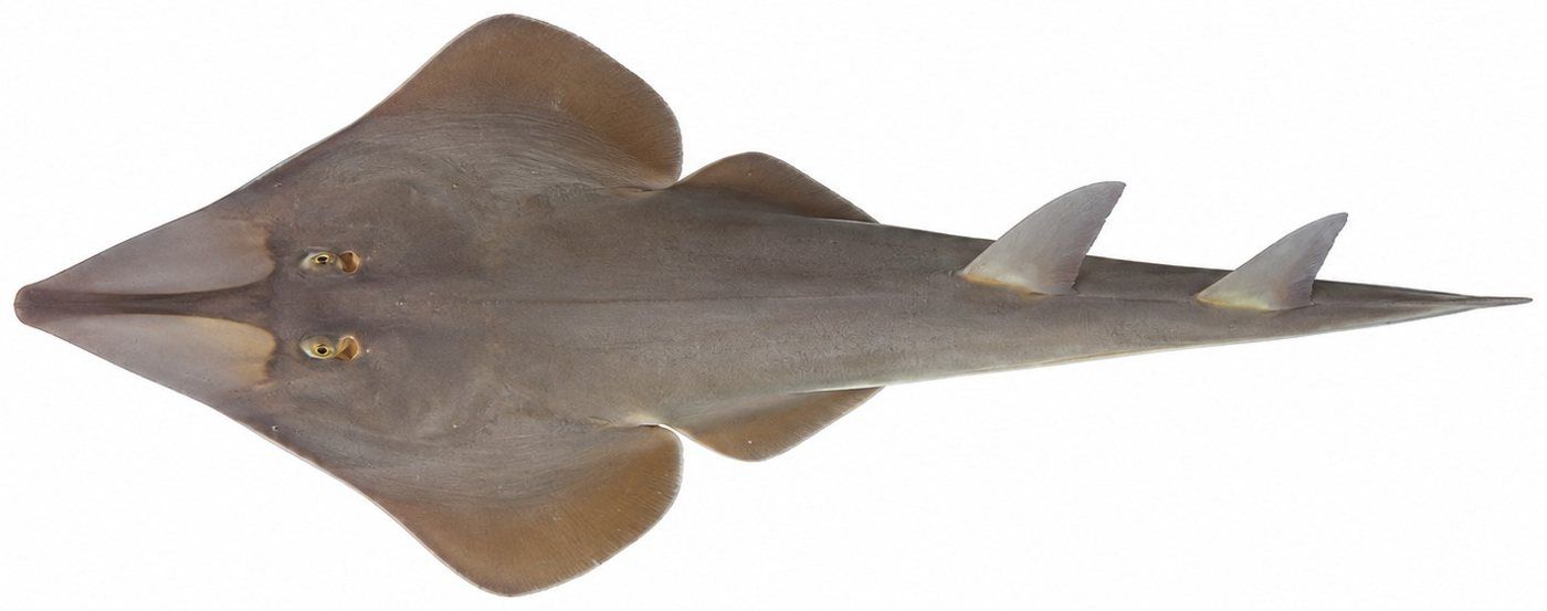 Planche d’identification : Le Poisson-guitare commun