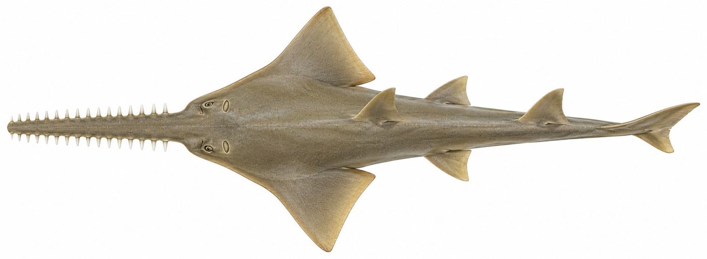 Planche d’identification : Le Poisson-scie commun
