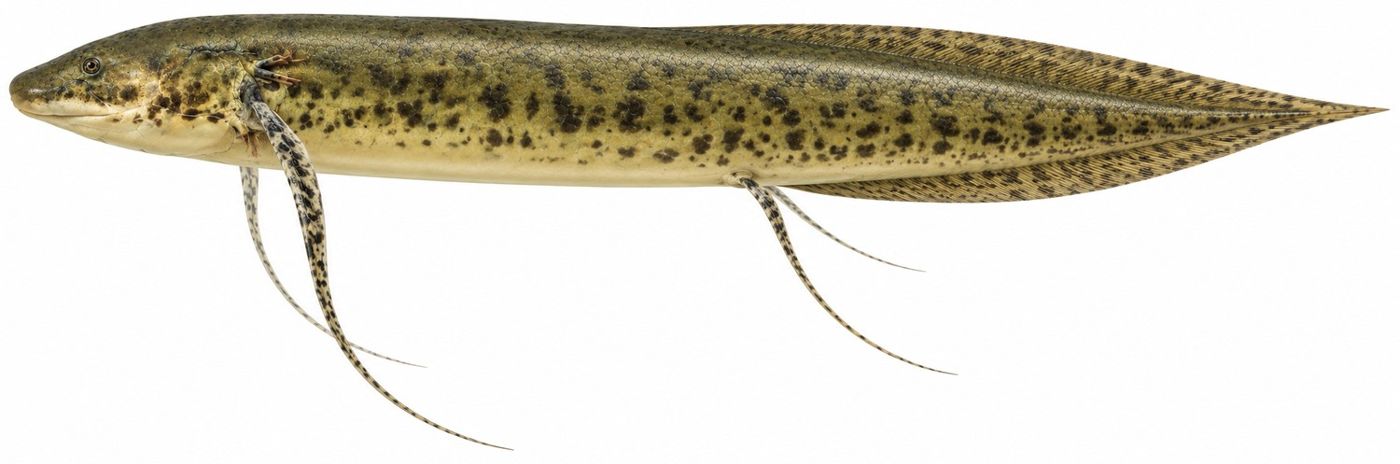 Identification plate: West African lungfish