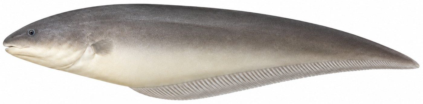 Planche d’identification : Le Poisson-couteau du Nil