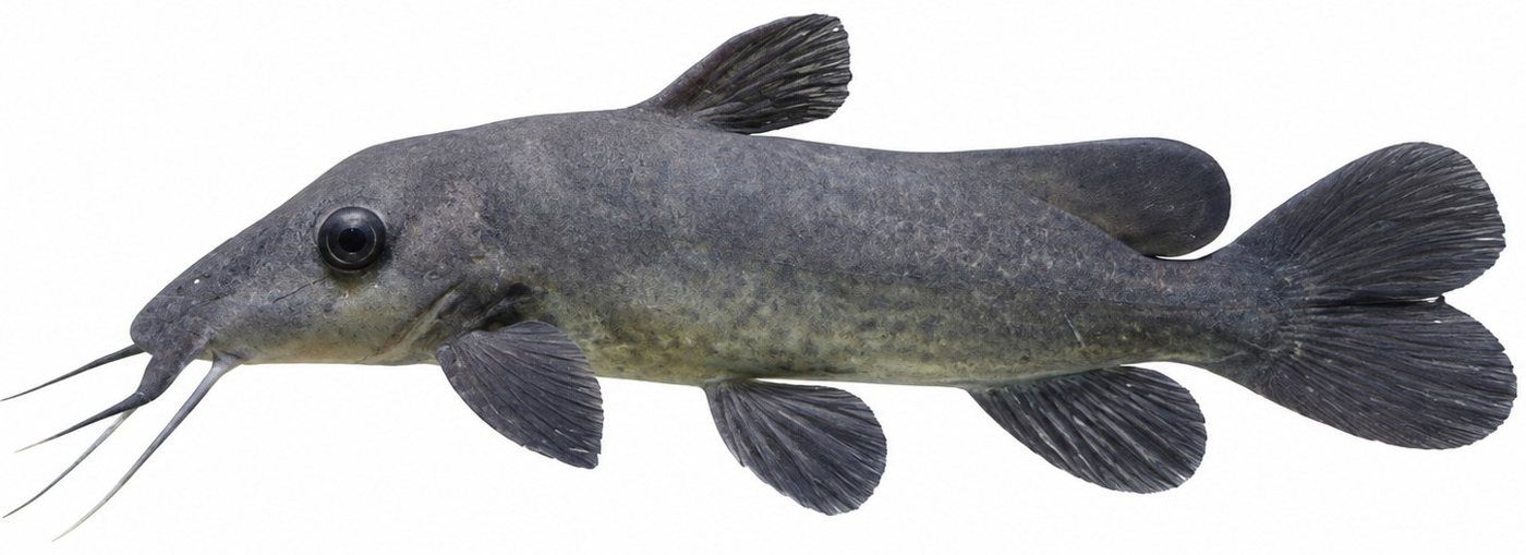 Identification plate: Giraffe catfish