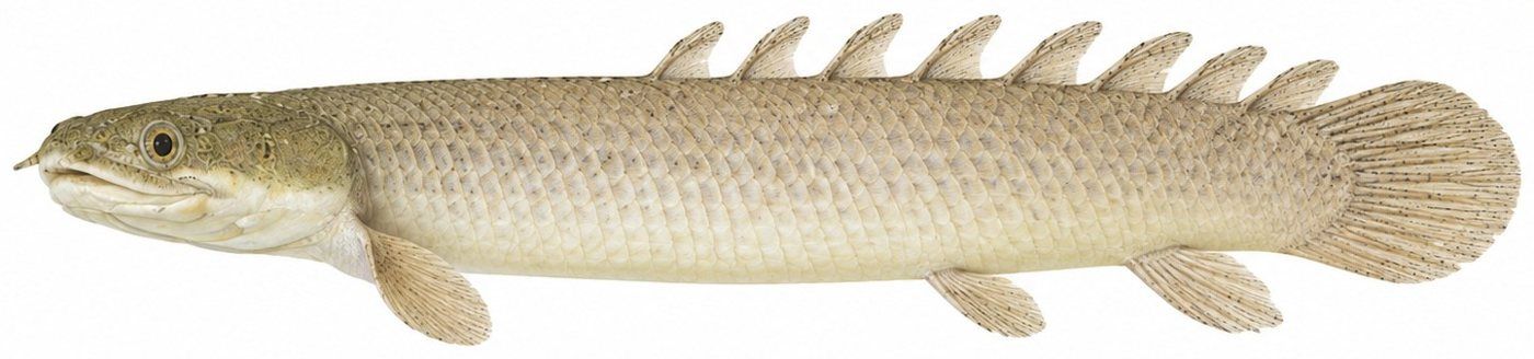 Identification plate: Senegal bichir