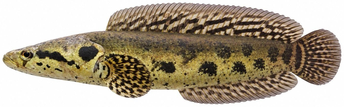 Planche d’identification : Le Poisson-serpent africain